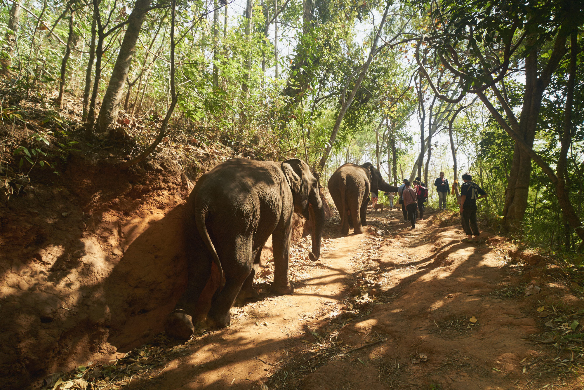 wesley_elephant_park_thailand-12