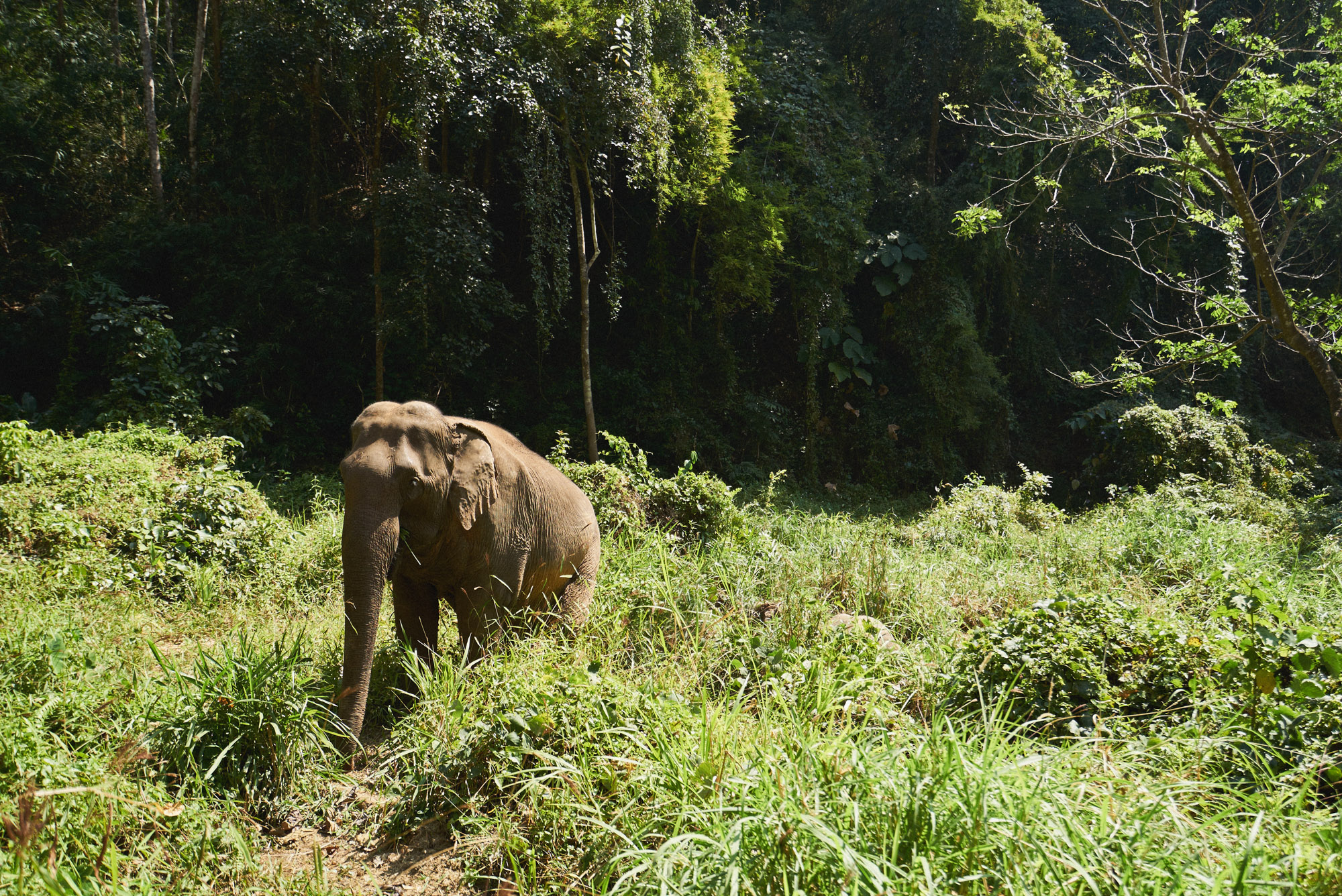 wesley_elephant_park_thailand-23