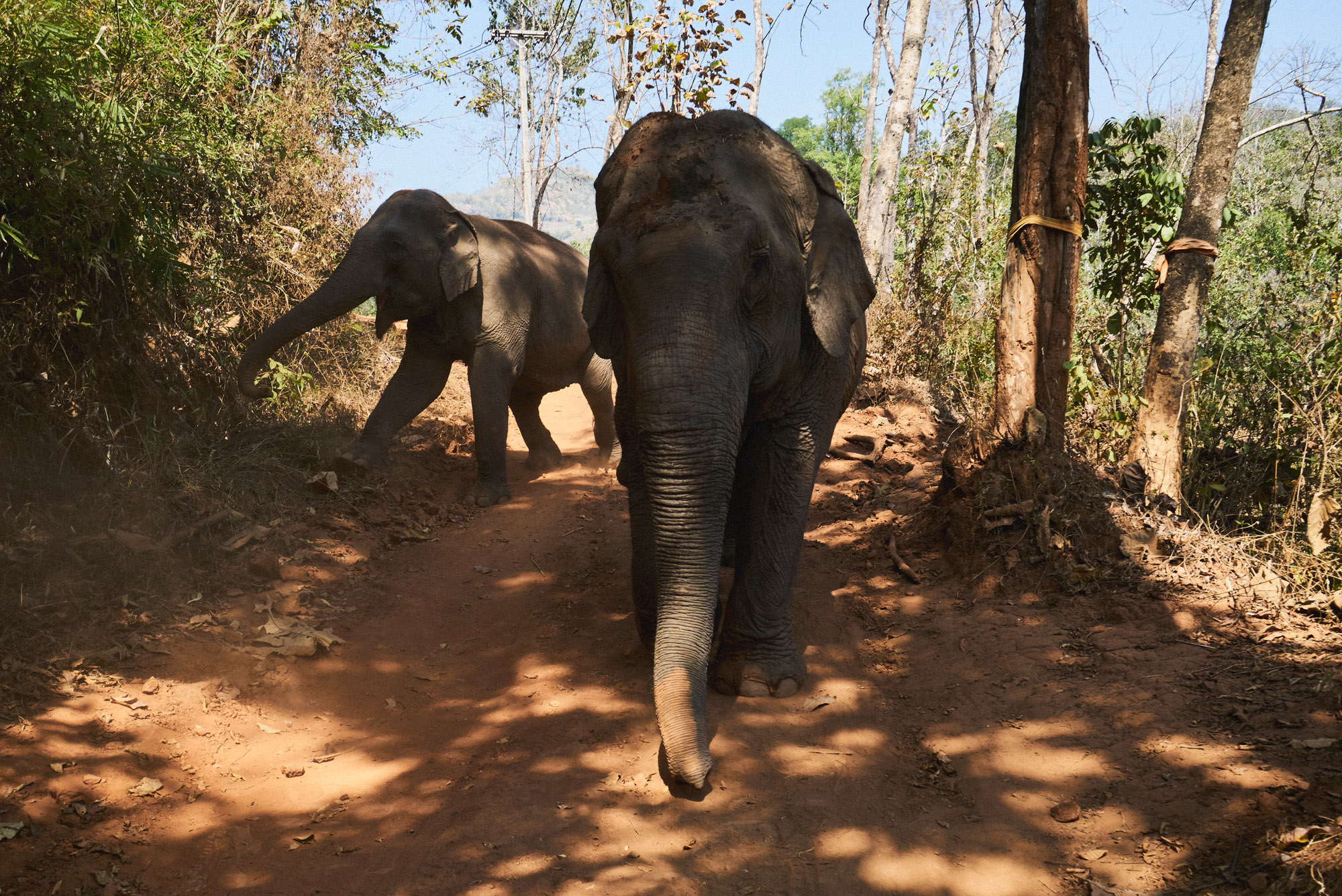 wesley_elephant_park_thailand-26