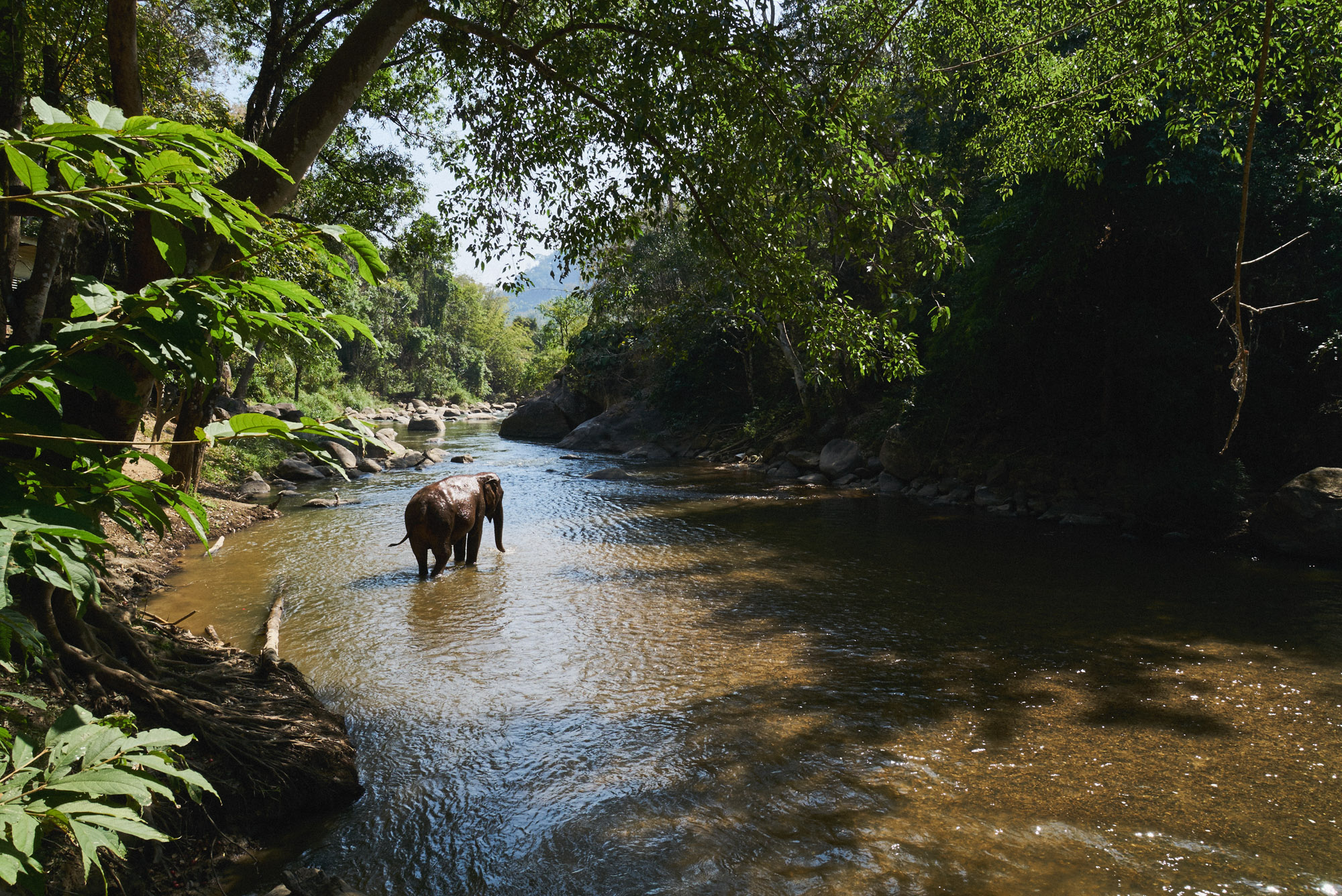 wesley_elephant_park_thailand-27