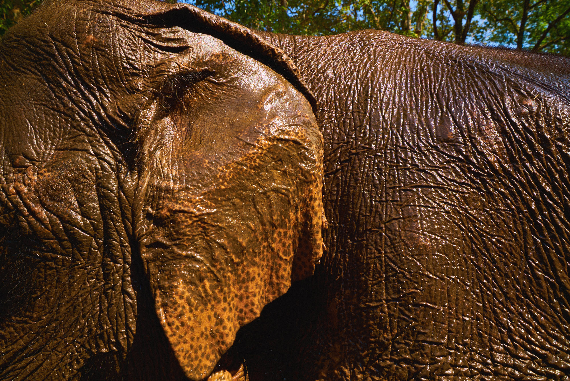 wesley_elephant_park_thailand-31