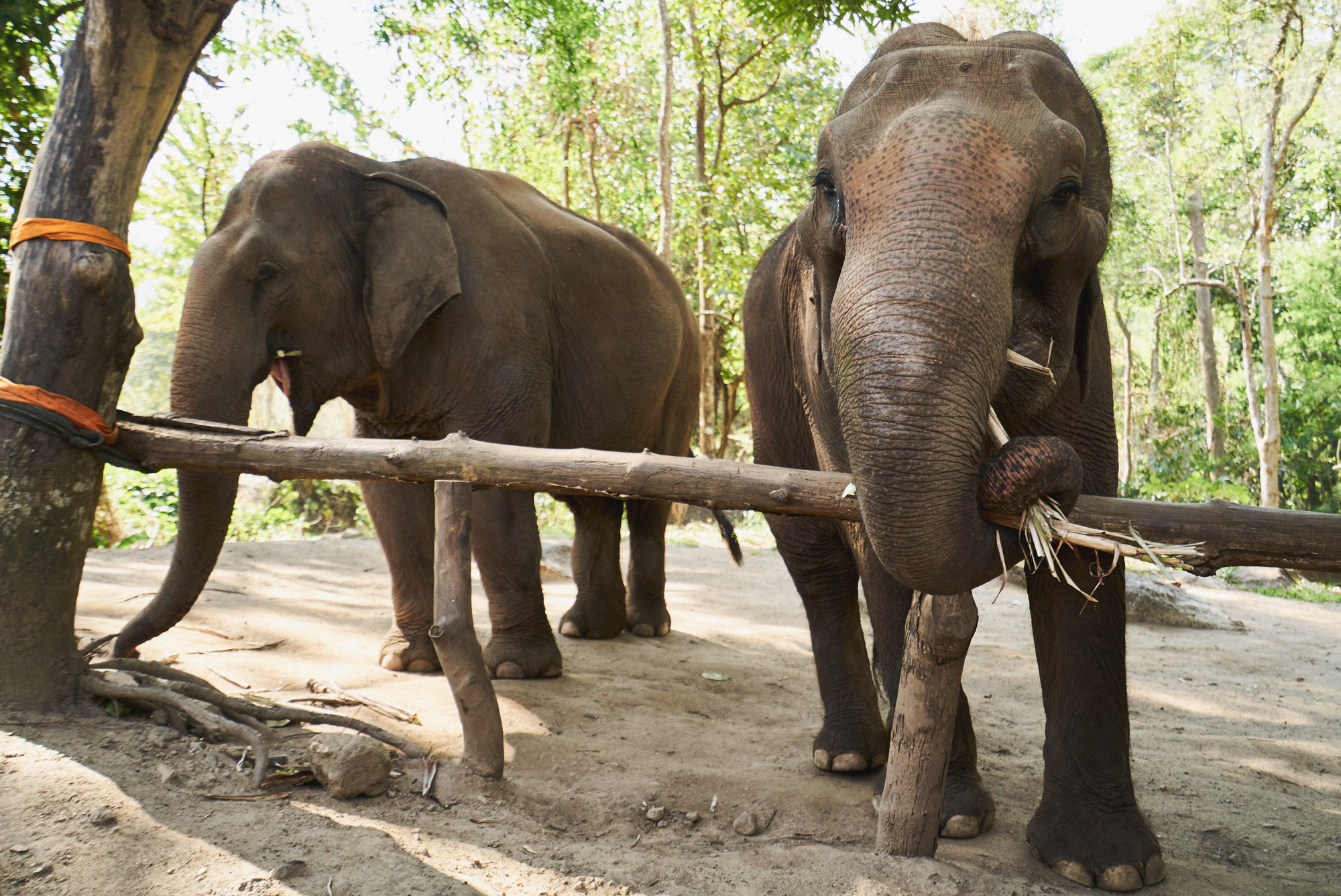 wesley_elephant_park_thailand-4