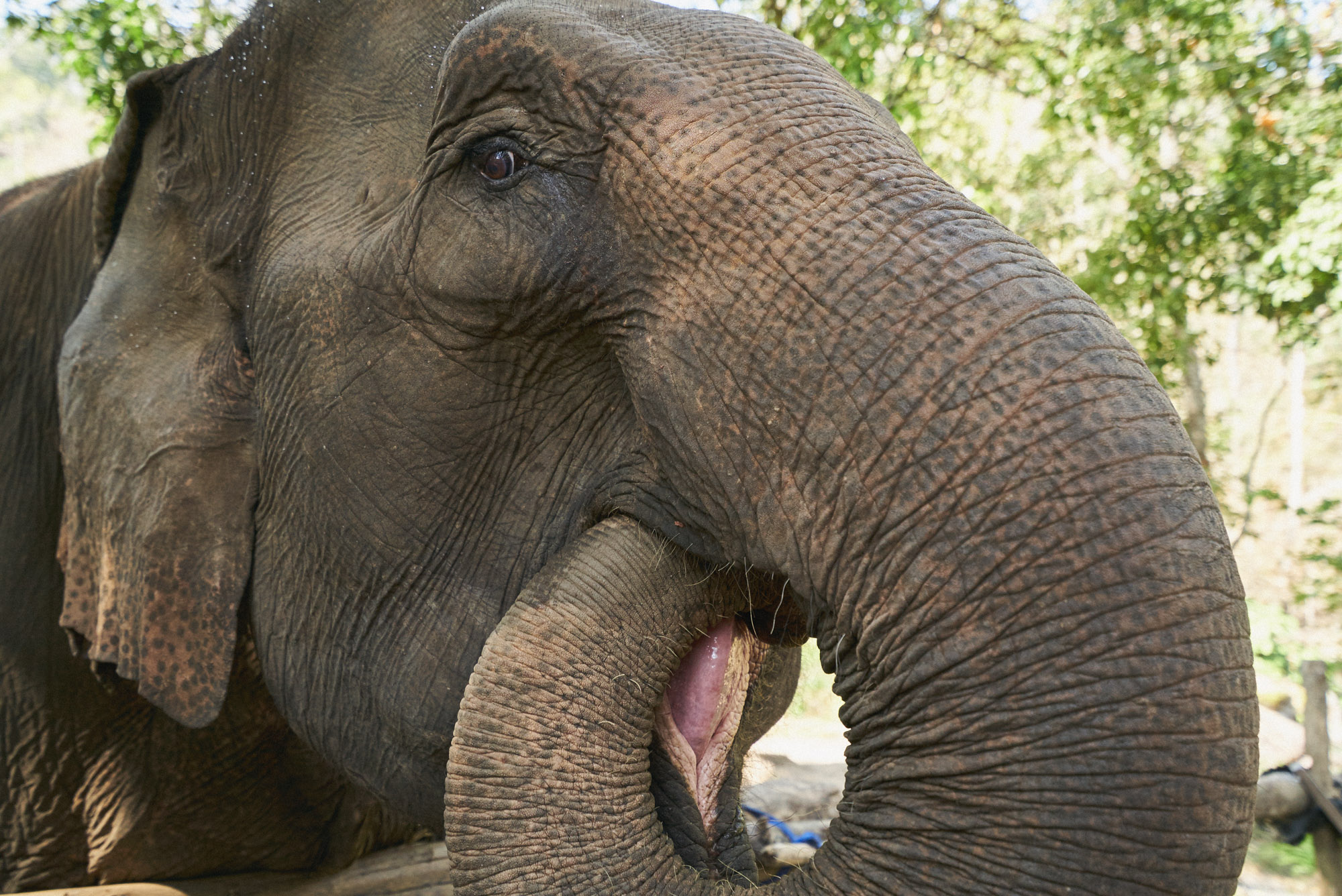 wesley_elephant_park_thailand-7