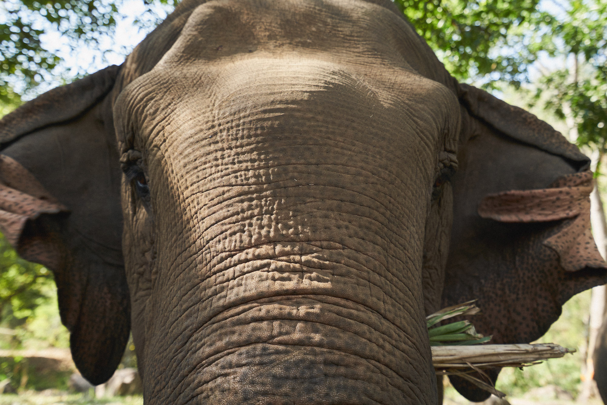 wesley_elephant_park_thailand-9